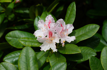 Close-up of a Shrub with blooming pink Rhododendron (Ericaceae)