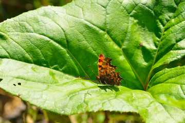 C-Falter auf einem Blatt