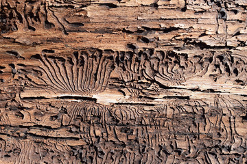 Tree bark with bark beetle traces