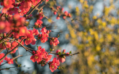 Japanese quince in blossom