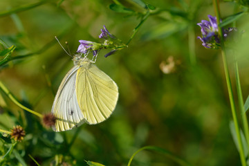 Großer Kohlweißling (Pieris brassicae)	