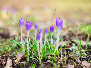 violet crocus flowers close up macro on green background. Early spring first flowers blooming