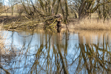 Landschaft, Altwasser im Frühling an der Donau bei Straubing