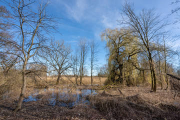 Landschaft, Altwasser im Fr&uuml;hling an der Donau bei Straubing