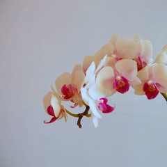 A flowering  white orchid with  purple red lip of the genus Phalaenopsis. On a grey  background with copy space.