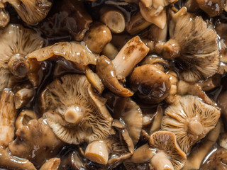 Close-up marinated or fermented homemade honey mushrooms with spices. Healthy food horizontal background. Traditional russian dish