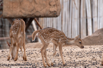two young deer standing on the brown ground.