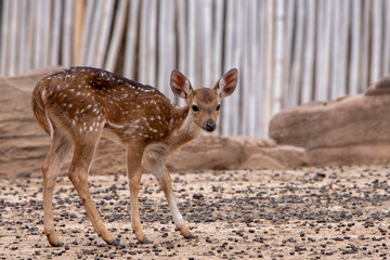 A young deer standing on the brown ground.