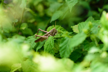 Brown locust perched on a plant eating leaf profile view