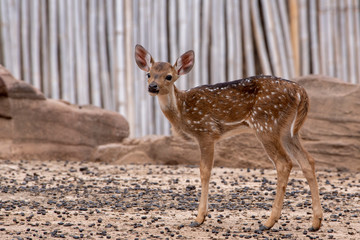 A young deer standing on the brown ground.