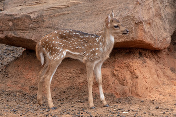 A young deer stand under the brown stone.