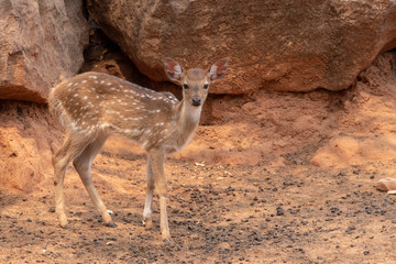A young deer stand under the brown stone.