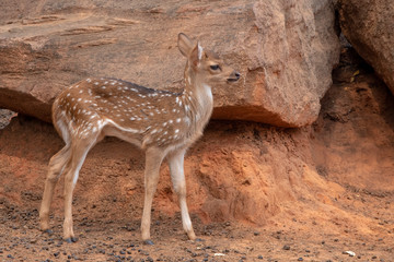 A young deer stand under the brown stone.