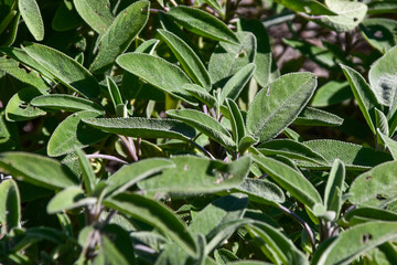 sage plant in spring in a sunny day