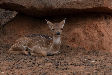 A young deer Lying under a large stone.