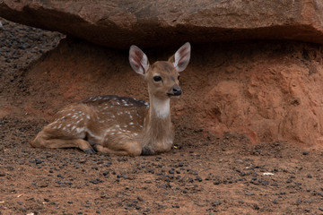 A young deer Lying under a large stone.