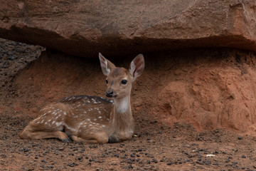 A young deer Lying under a large stone.