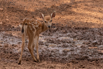 A young deer standing on the brown ground.