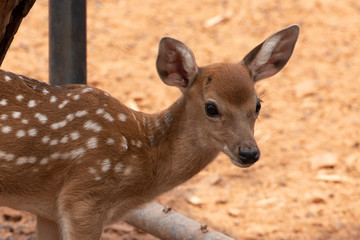 A young deer standing on the brown ground.