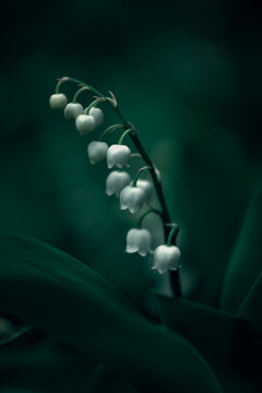 Lily Of The Valley Flowers Images Browse 271 Stock Photos Vectors And Video Adobe Stock