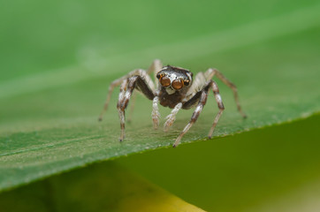 ่ีjumping spider on green leaf