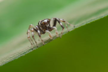 ่ีjumping spider on green leaf