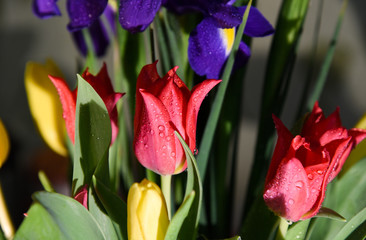 Naklejka premium Beautiful bouquet of spring tulips.