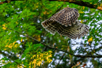 BARRED OWL