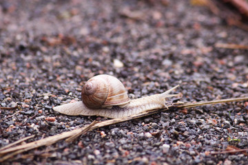 Schnecke auf Kieselsteinweg