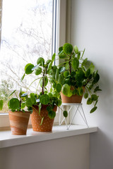 Pilea peperomioides, money plants in the ceramic pot on the windowsill. Big plant with babies.