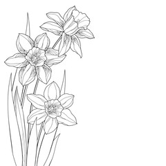 Corner bouquet with outline narcissus or daffodil flower and leaves in black isolated on white background.  - obrazy, fototapety, plakaty