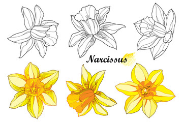 Set with outline narcissus or daffodil flower in black and orange yellow isolated on white background. - obrazy, fototapety, plakaty