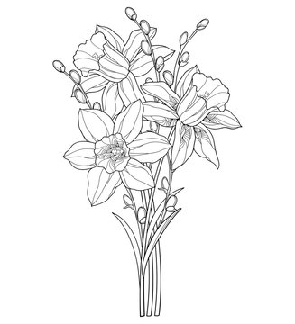 Bouquet with outline narcissus or daffodil flower and willow branch in black isolated on white background.