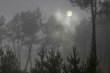 Fototapeta na wymiar Moonlit foggy woods