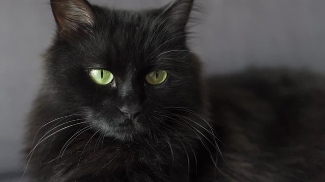 Close up portrait of a black fluffy cat with green eyes. Halloween symbol