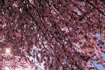 cherry blossoms