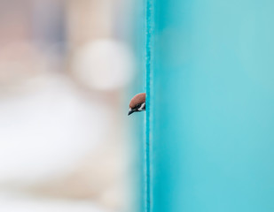 funny little bird Sparrow peeks out curiously from behind a wooden fence with his head out