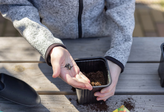 children's hands put plant seeds in a seedling pot, standing on a wooden table. concept of plant growing learning activity for preschool kid. horizontal image, top view