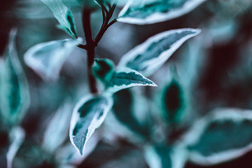 Green plant botanical natural background