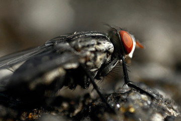 house fly on a rock