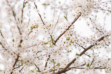 flowering cherry plum tree, cherry plum tree blossoms beautifully with white flowers in the park