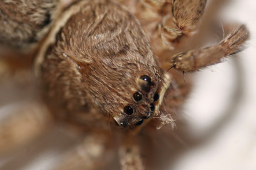 spider