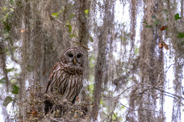 BARRED OWL