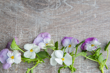 Wooden background with little white pink pansies