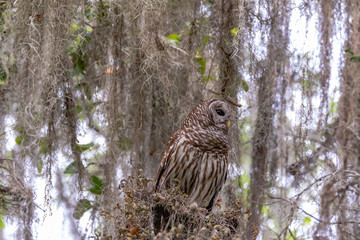 BARRED OWL