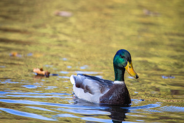 Male mallard or Wild Duck (Anas platyrhynchos)