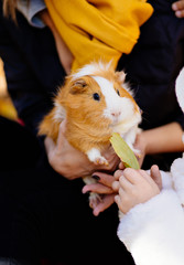 white yellow Guinea pig in the hands people autumn
