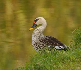 Obraz premium duck on grass