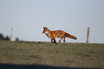 Fuchs