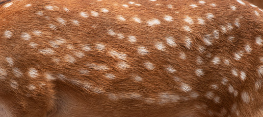 Deer skin pattern white spot in picture.